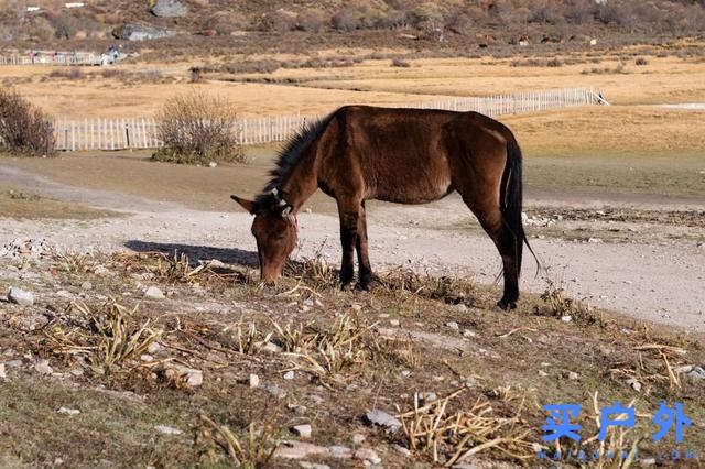四川稻城亞丁,好喘好累但好美的高海拔徒步旅行