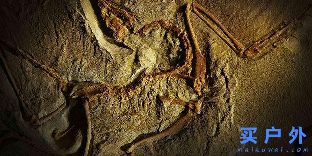 Arc'teryx始祖鳥為啥這么貴?深度解讀始祖鳥的十大真相