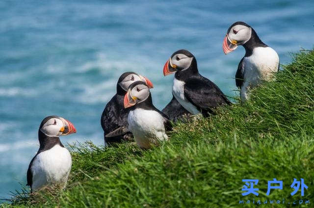 冰島看極光詳細攻略,交通、簽證、景點、環島路線一次告訴你