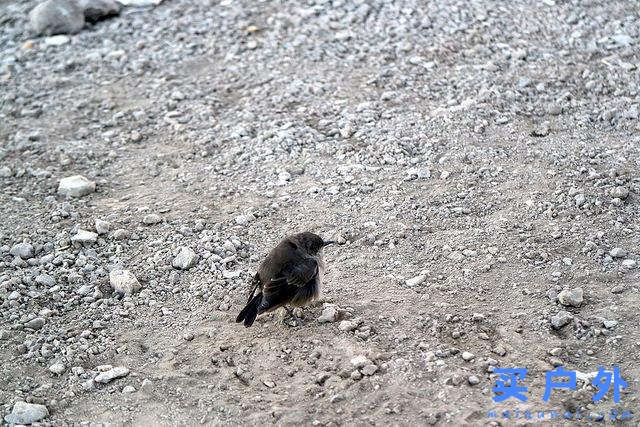 登上坦桑尼亞非洲第一高峰乞力馬扎羅山之夢