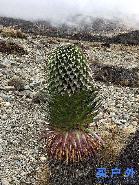 登上坦桑尼亞非洲第一高峰乞力馬扎羅山之夢