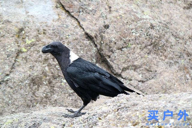 登上坦桑尼亞非洲第一高峰乞力馬扎羅山之夢