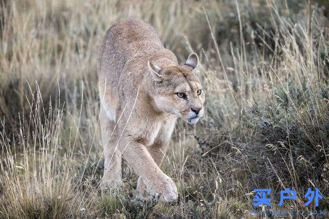 冬天的巴塔哥尼亞,探索世界盡頭這片遙遠、狹長的土地