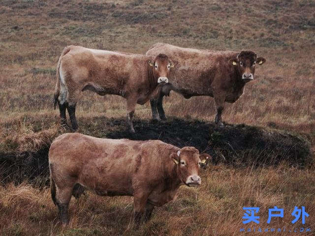 愛爾蘭自駕攻略,一篇告訴你上路資訊、交通規則、租車須知和必走路線