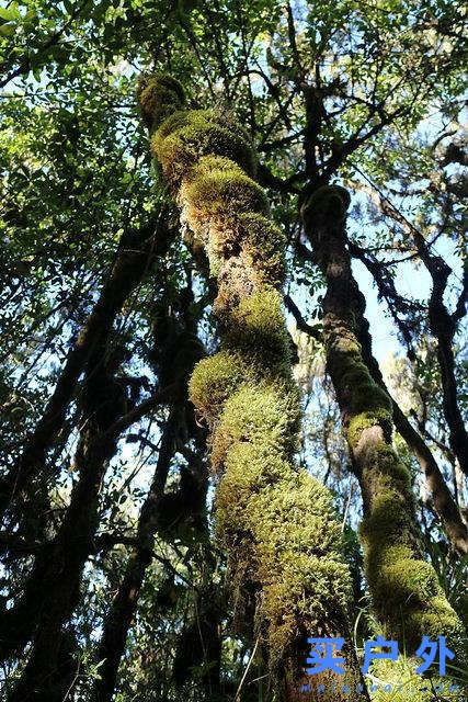 登上坦桑尼亞非洲第一高峰乞力馬扎羅山之夢