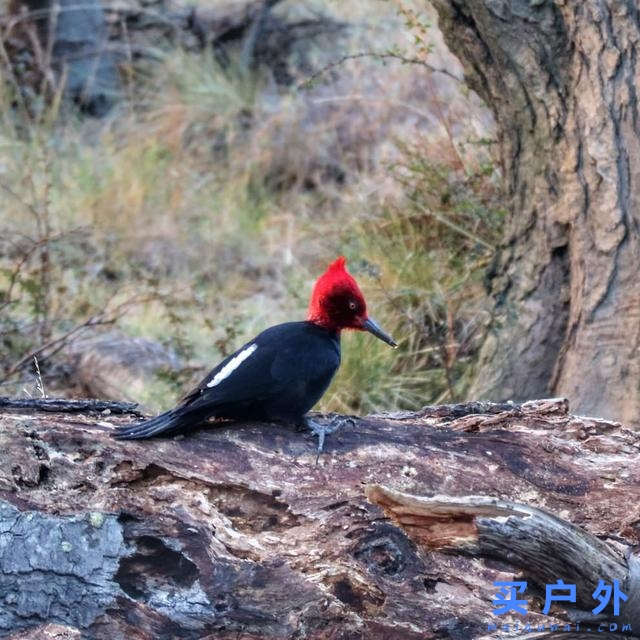 冬天的巴塔哥尼亞,探索世界盡頭這片遙遠、狹長的土地