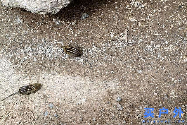 登上坦桑尼亞非洲第一高峰乞力馬扎羅山之夢