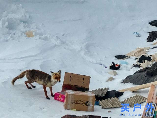 攀登歐洲最高峰厄爾布魯士峰Mt.Elbrus,登頂歸來