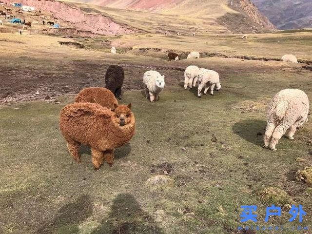 秘魯彩虹山的登山經過和注意事項