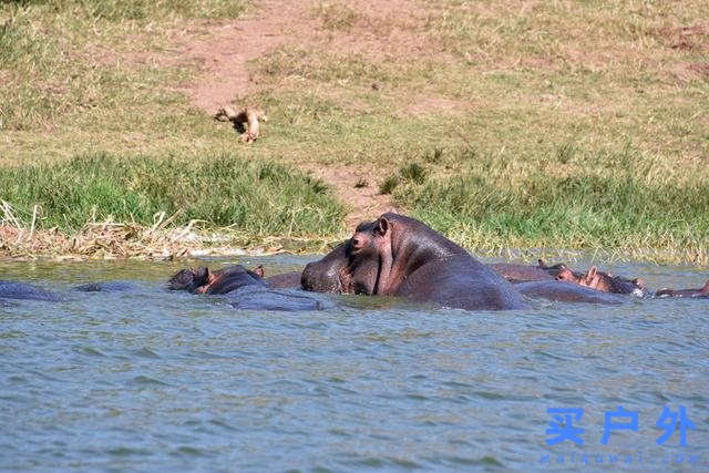 東非烏干達自助旅行,Kazinga海峽游船拜訪非洲最大河馬族群