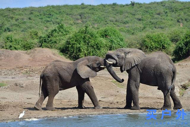 東非烏干達自助旅行,Kazinga海峽游船拜訪非洲最大河馬族群