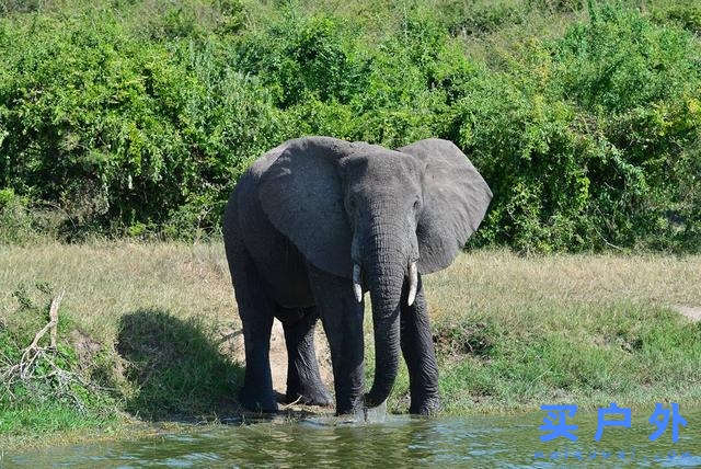 東非烏干達自助旅行,Kazinga海峽游船拜訪非洲最大河馬族群