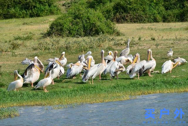 東非烏干達自助旅行,Kazinga海峽游船拜訪非洲最大河馬族群