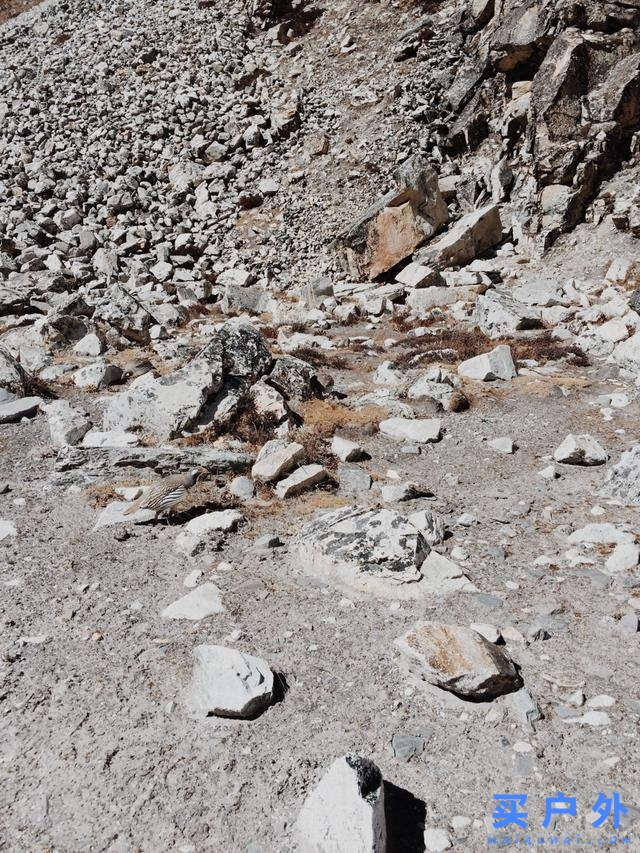 尼泊爾EBC珠峰大本營徒步,Island Peak島峰攀登