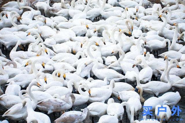 寒冷，有一種保暖叫PrimaLoft，這環保版羽絨有什么優點？