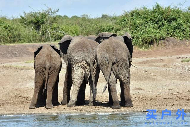 東非烏干達自助旅行,Kazinga海峽游船拜訪非洲最大河馬族群