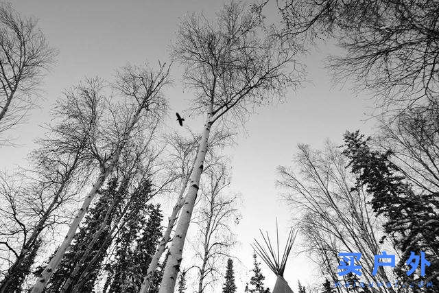 加拿大黃刀鎮極光村除了看炫目的極光,還能怎么玩?