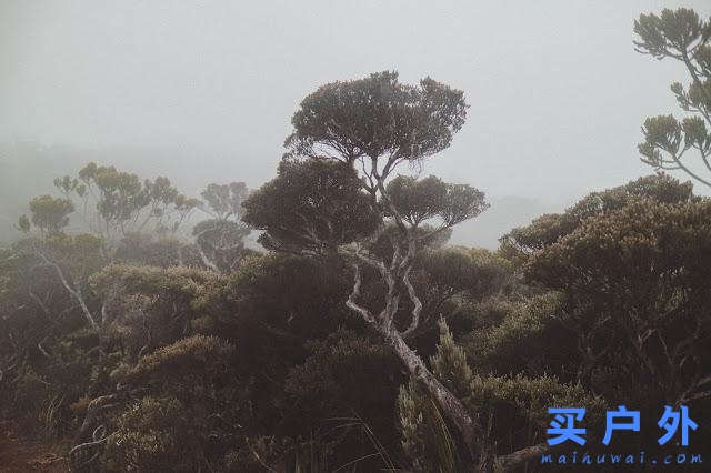 馬來(lái)西亞京那巴魯公園兩天一夜，走在東南亞最高峰的路上