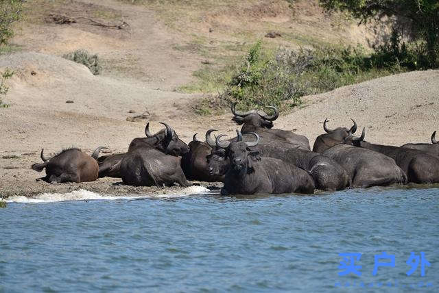 東非烏干達自助旅行,Kazinga海峽游船拜訪非洲最大河馬族群