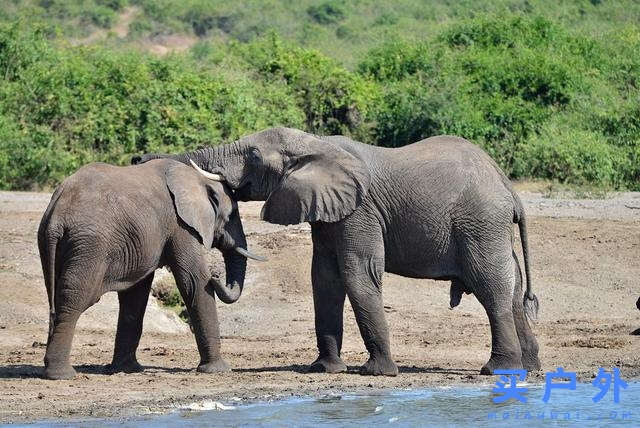 東非烏干達自助旅行,Kazinga海峽游船拜訪非洲最大河馬族群
