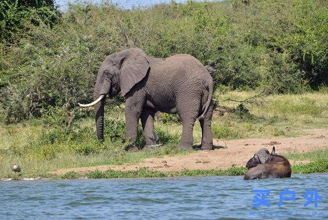 東非烏干達自助旅行,Kazinga海峽游船拜訪非洲最大河馬族群