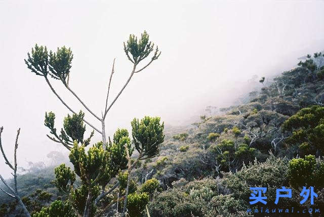 馬來(lái)西亞京那巴魯公園兩天一夜，走在東南亞最高峰的路上