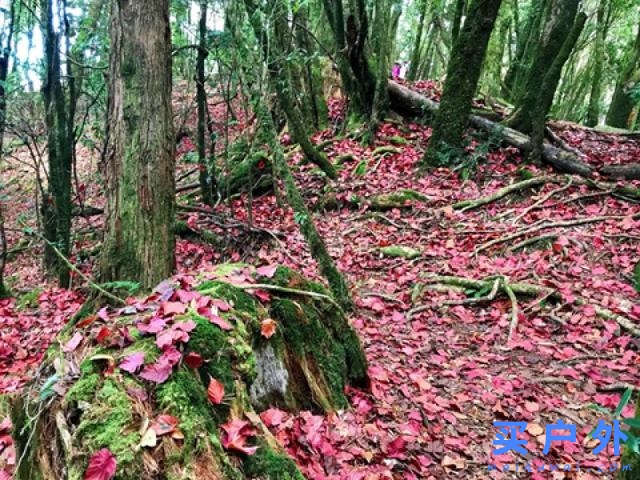 Salomon的登山鞋好在哪里?分享Salomon登山鞋實測心得