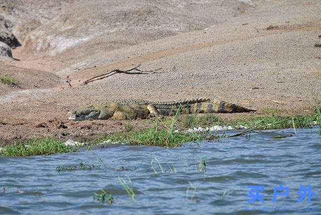 東非烏干達自助旅行,Kazinga海峽游船拜訪非洲最大河馬族群