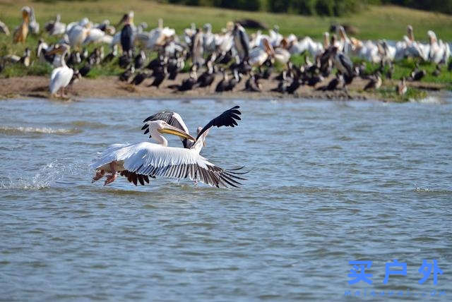東非烏干達自助旅行,Kazinga海峽游船拜訪非洲最大河馬族群