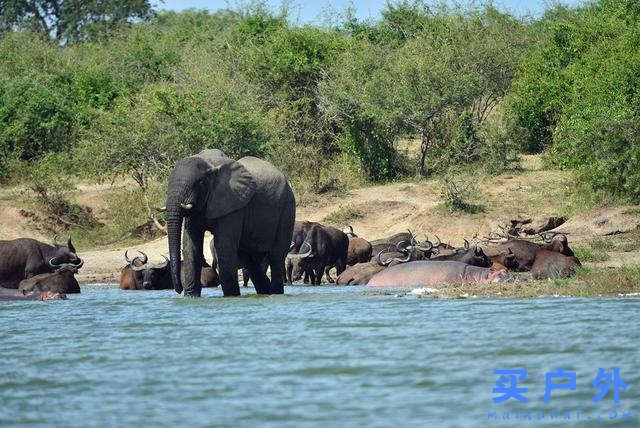 東非烏干達自助旅行,Kazinga海峽游船拜訪非洲最大河馬族群