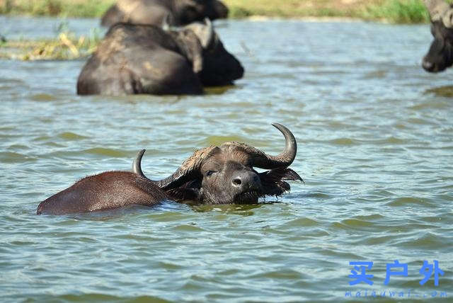 東非烏干達自助旅行,Kazinga海峽游船拜訪非洲最大河馬族群