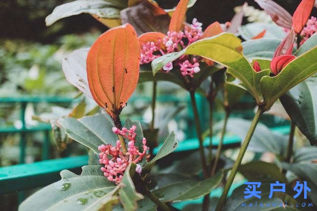 馬來(lái)西亞京那巴魯公園兩天一夜，走在東南亞最高峰的路上