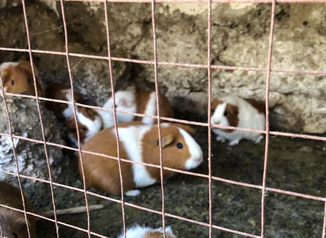 秘魯安第斯山區徒步天堂圣克魯茲，4天3夜徒步48公里的故事