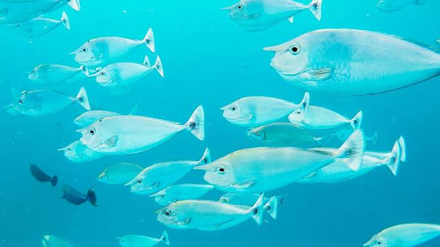 10分鐘帶你登上馬爾代夫無(wú)人島與海龜共游，居民島一日浮潛攻略