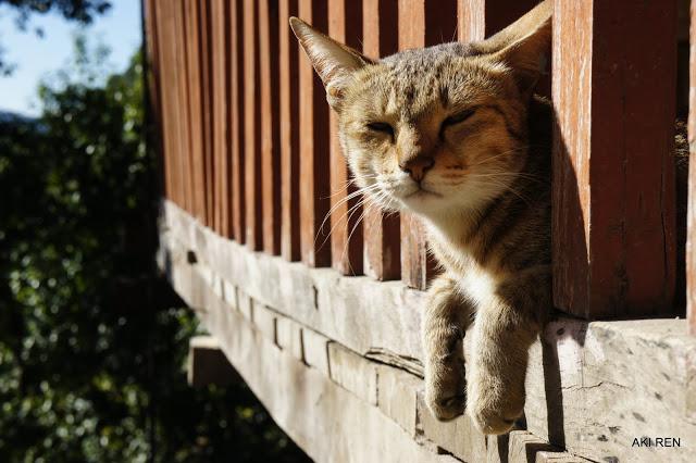 自助徒步尼泊爾,安納普爾納Annapurna小環(huán)線