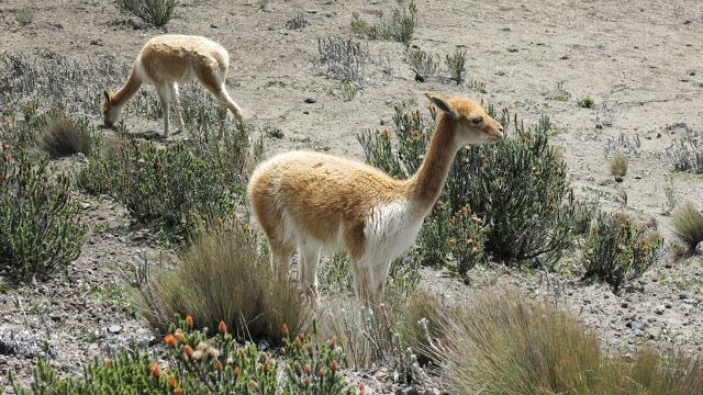在南美洲厄瓜多爾欽博拉索火山上徒步，雪山比珠穆朗瑪峰要高