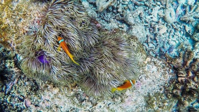 10分鐘帶你登上馬爾代夫無(wú)人島與海龜共游，居民島一日浮潛攻略