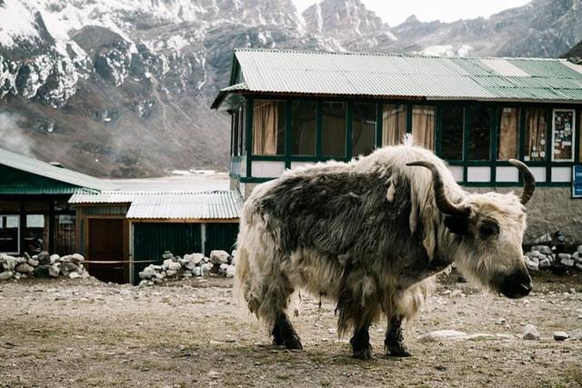 山一直都在,我的尼泊爾EBC高反急救經驗分享