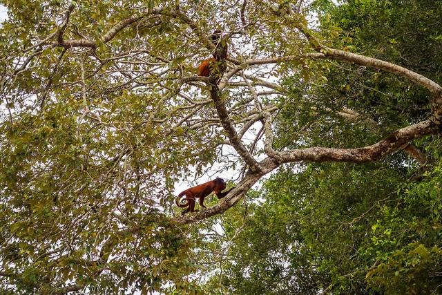 深入玻利維亞亞馬遜雨林3天2夜冒險記