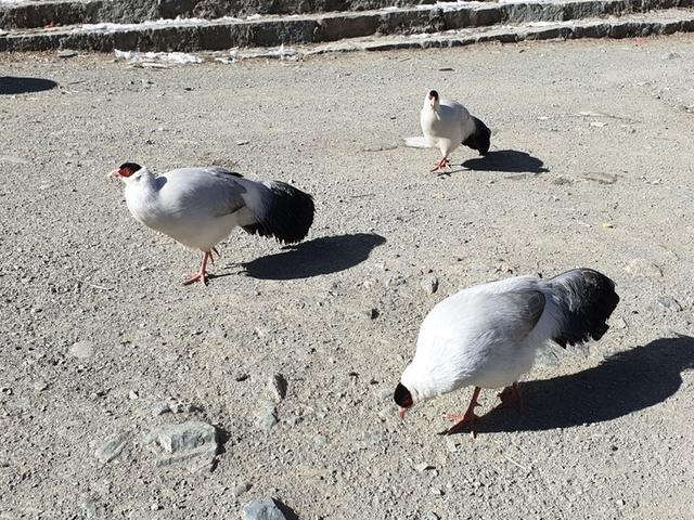 冬季的色達(dá)、亞青及稻城亞丁有一種寧靜的美