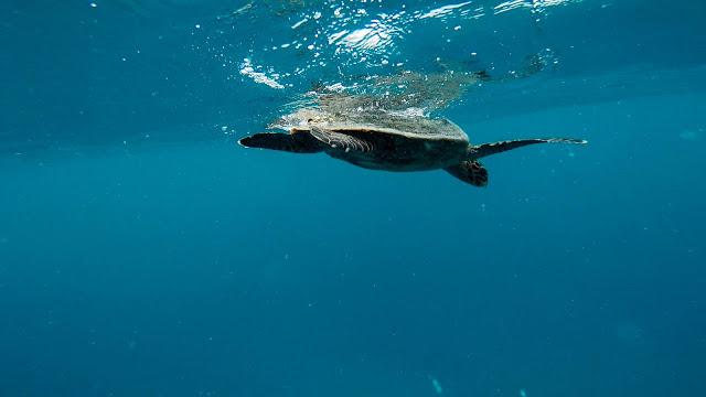 10分鐘帶你登上馬爾代夫無(wú)人島與海龜共游，居民島一日浮潛攻略