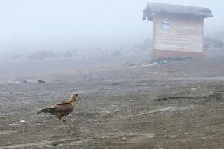 在南美洲厄瓜多爾欽博拉索火山上徒步，雪山比珠穆朗瑪峰要高