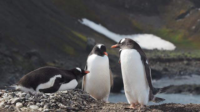 南極,世界最后一個被發現的大陸