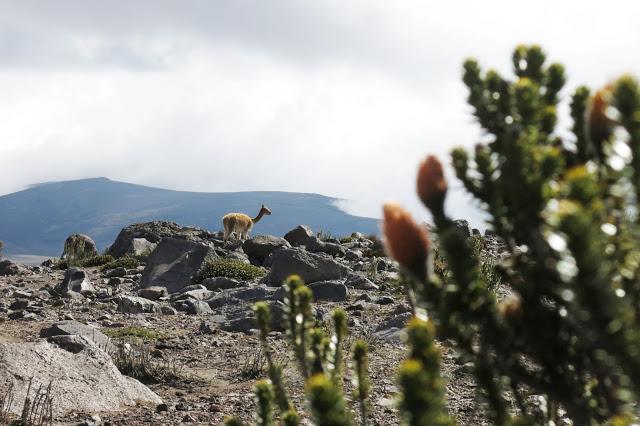 在南美洲厄瓜多爾欽博拉索火山上徒步，雪山比珠穆朗瑪峰要高