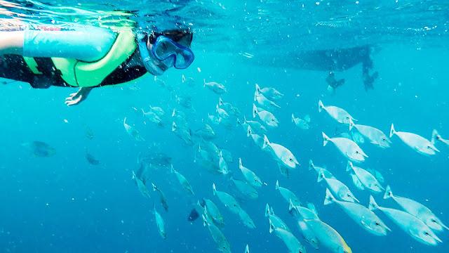 10分鐘帶你登上馬爾代夫無(wú)人島與海龜共游，居民島一日浮潛攻略