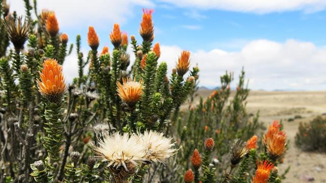 在南美洲厄瓜多爾欽博拉索火山上徒步，雪山比珠穆朗瑪峰要高