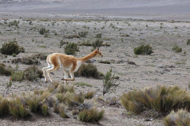 在南美洲厄瓜多爾欽博拉索火山上徒步，雪山比珠穆朗瑪峰要高