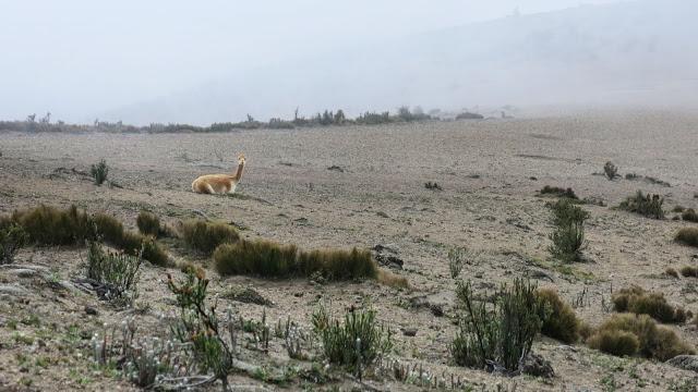 在南美洲厄瓜多爾欽博拉索火山上徒步，雪山比珠穆朗瑪峰要高