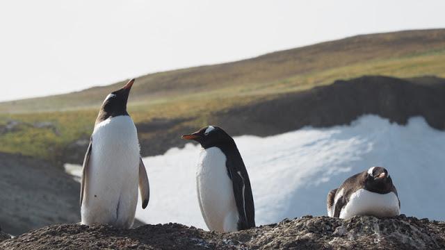 南極,世界最后一個被發現的大陸