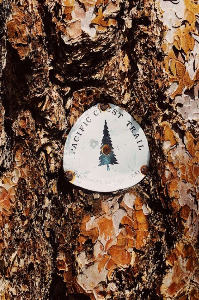 走上美國加州美洲獅鬃毛步道,一窺太平洋屋脊步道的面貌